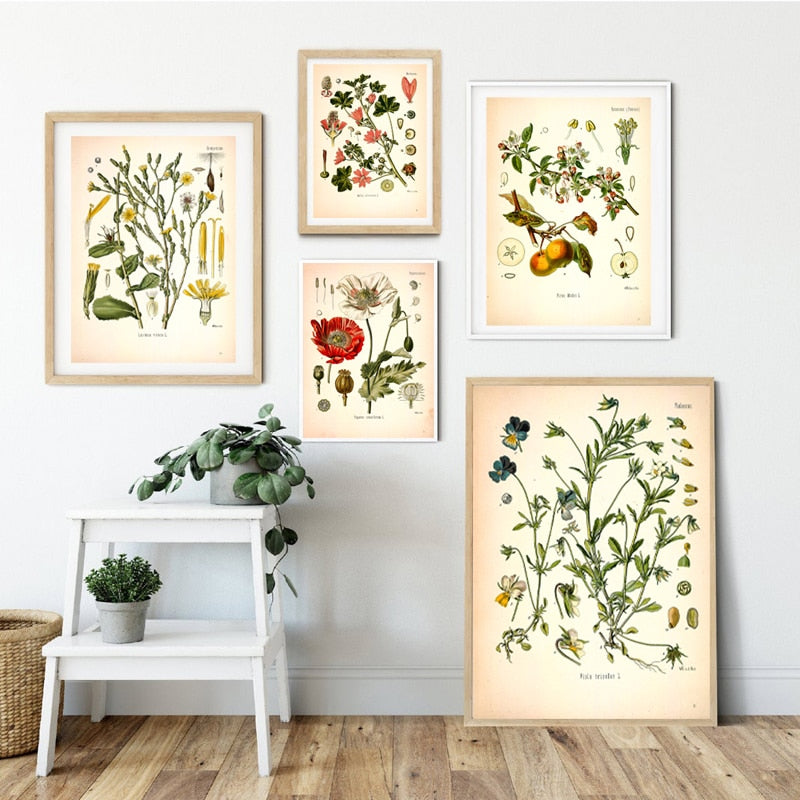 "Dahlia" Vintage Botanical Prints Canvas Collection