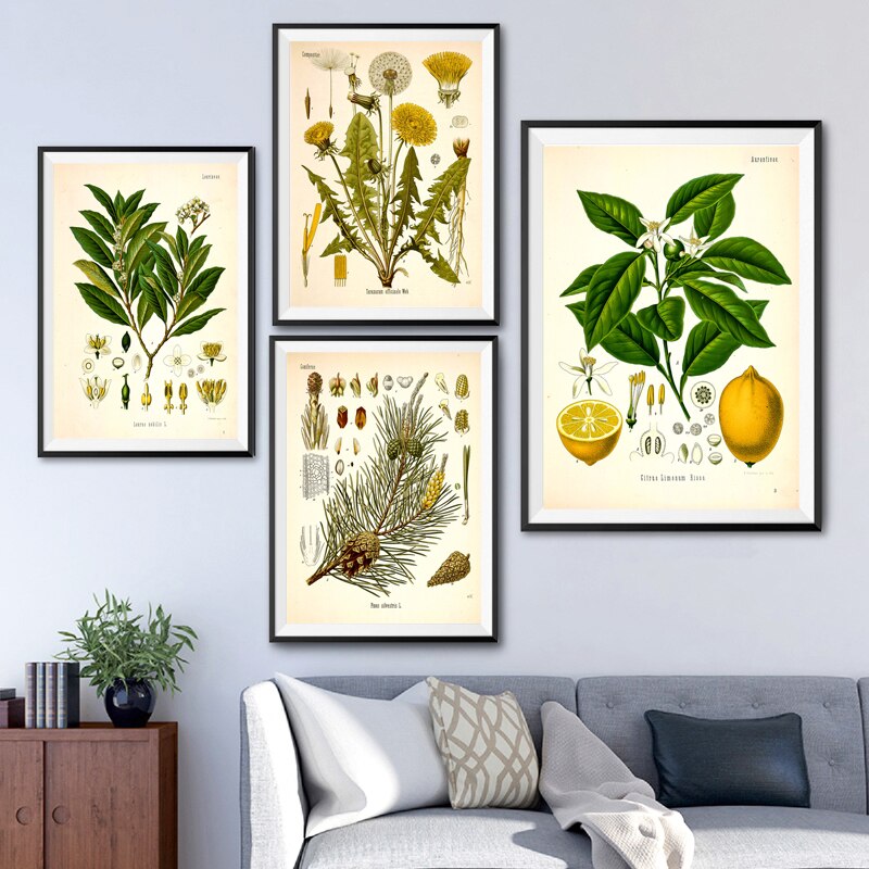 "Dahlia" Vintage Botanical Prints Canvas Collection