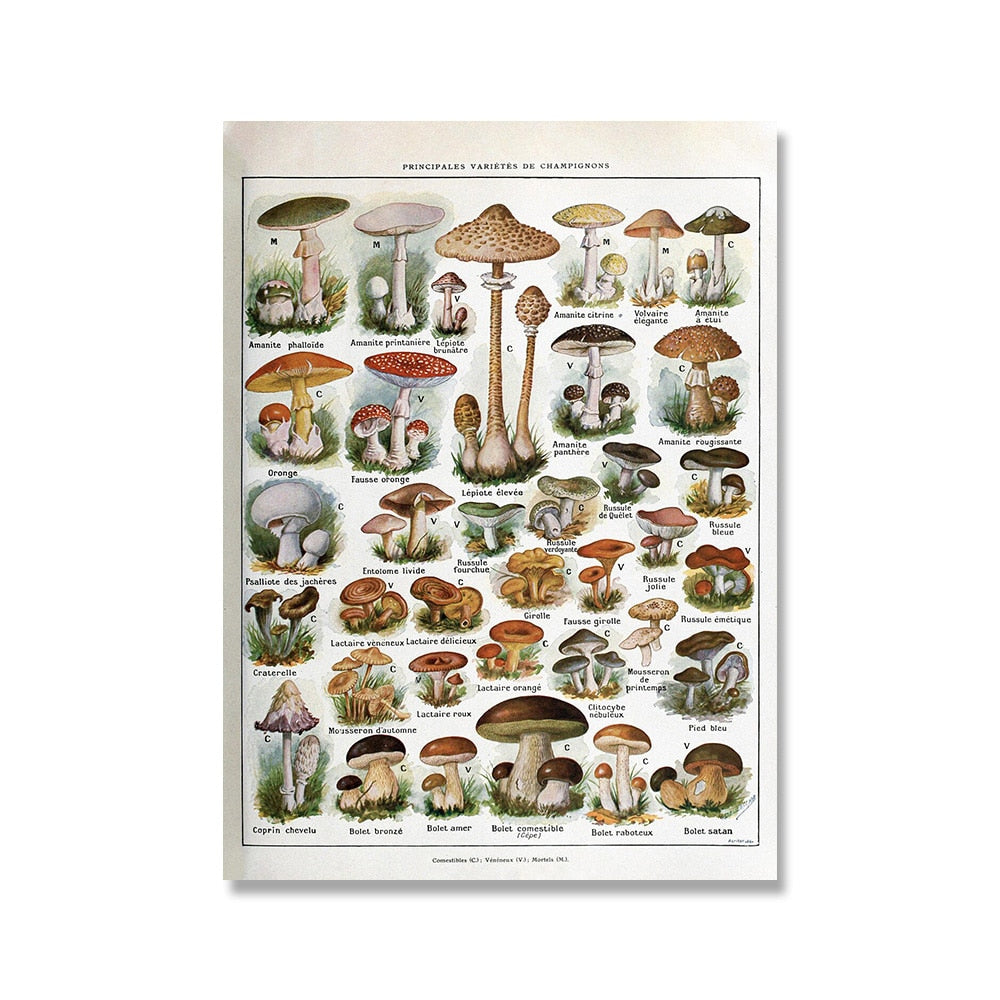 "Lemmikki" Vintage Botanical Prints Canvas Collection  BO-HA 21 cm x 30 cm / 8.2″ x 11.8″ Champignons 2 