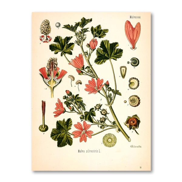 "Dahlia" Vintage Botanical Prints Canvas Collection BO-HA