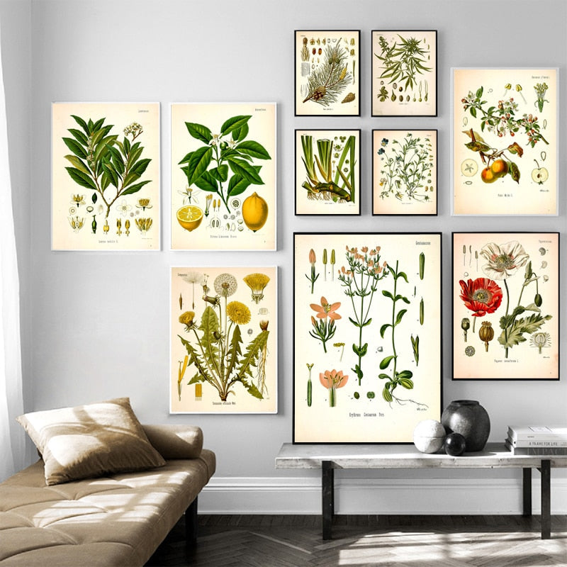 "Dahlia" Vintage Botanical Prints Canvas Collection