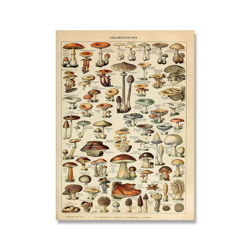 "Lemmikki" Vintage Botanical Prints Canvas Collection  BO-HA 21 cm x 30 cm / 8.2″ x 11.8″ Champignons 