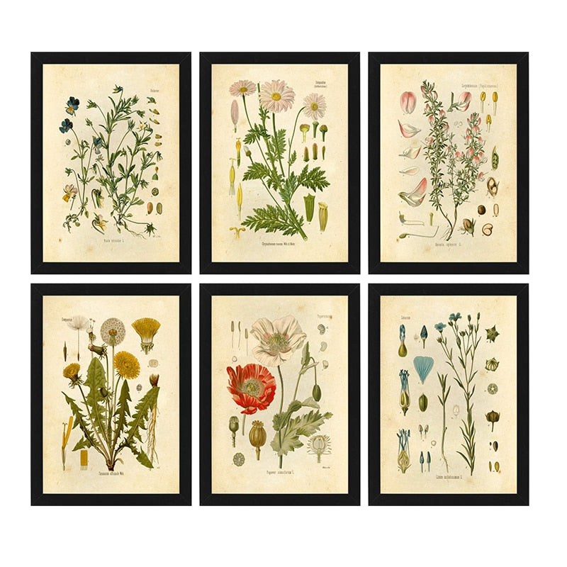 "Orvokki" Vintage Botanical Prints Canvas Collection